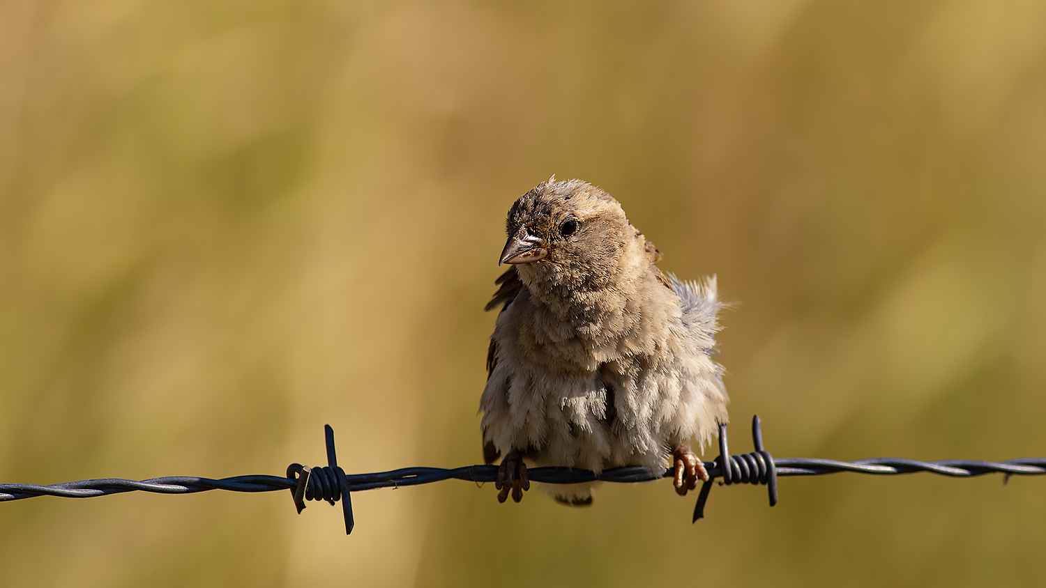 Common Chaffinch